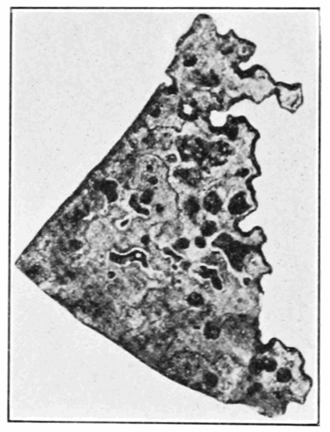 An old black-and-white photo of a sheet of tin covered in dark blotches, its edges eaten away into ragged holes.